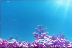 骨骼健康>海藻鈣